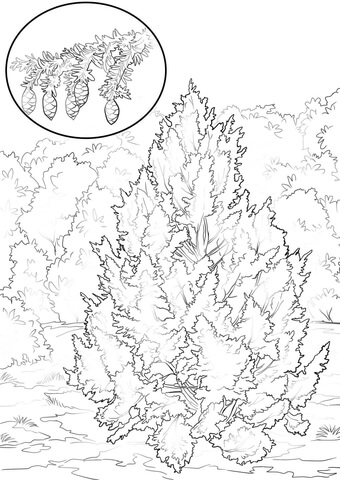 Eastern Hemlock Coloring Page